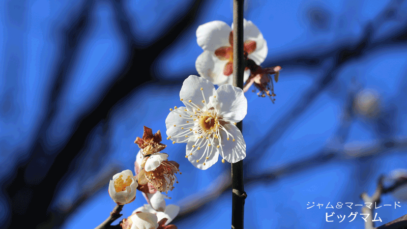 梅の花