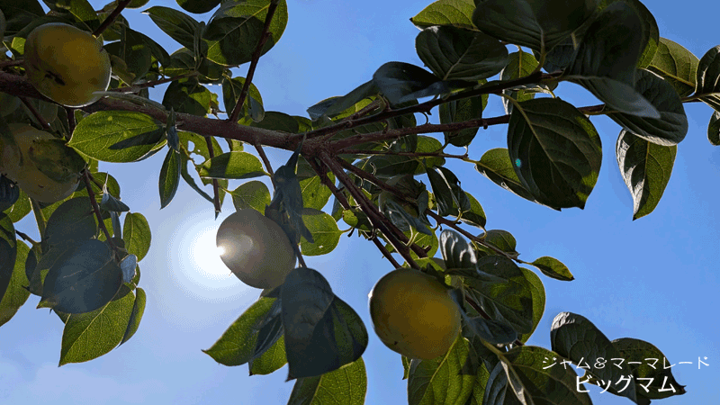 ひょうご柿ジャムの原料「太秋柿」