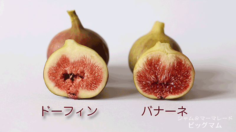 いちじくの品種